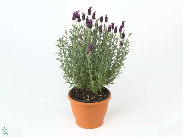 Изображение загружено