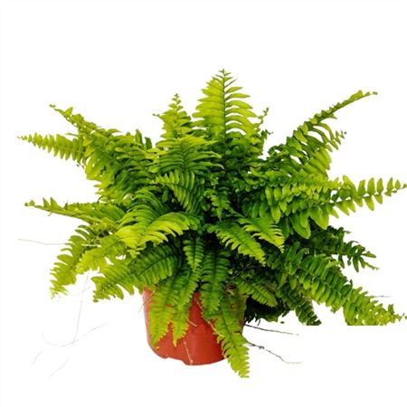 Изображение загружено