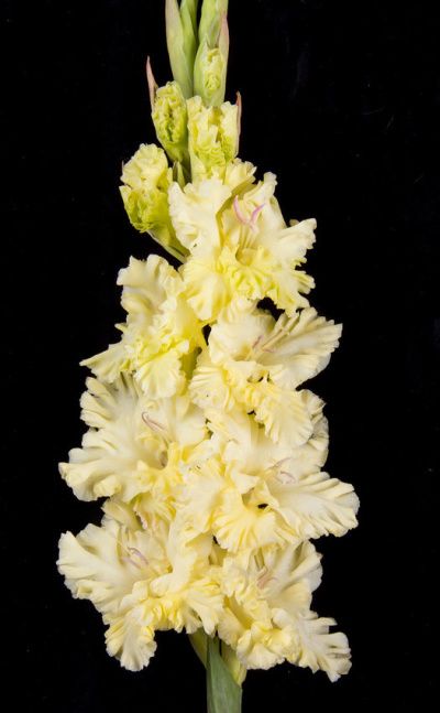 gladiolus_oduvanchik_lukovitsa