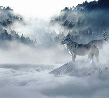 Фотообои "Волки в тумане" 3х2,7 м.