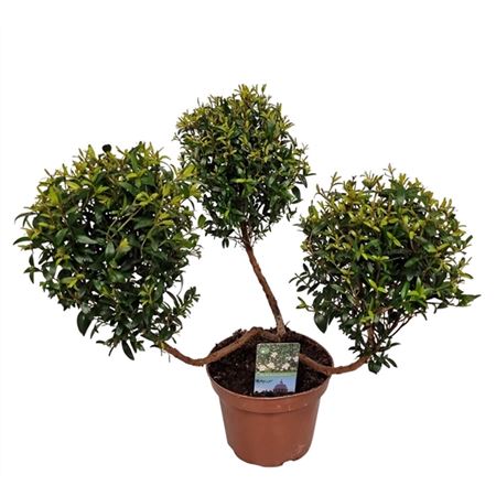 B008289_0000261885_H_1