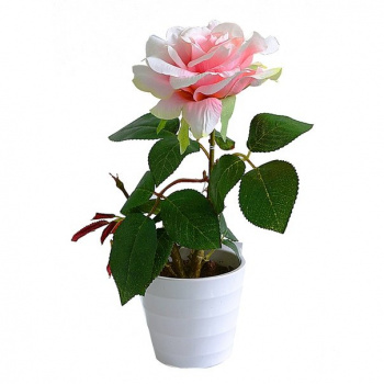 Роза в кашпо 1 цветок красная (PFH13053-11 BA490) 