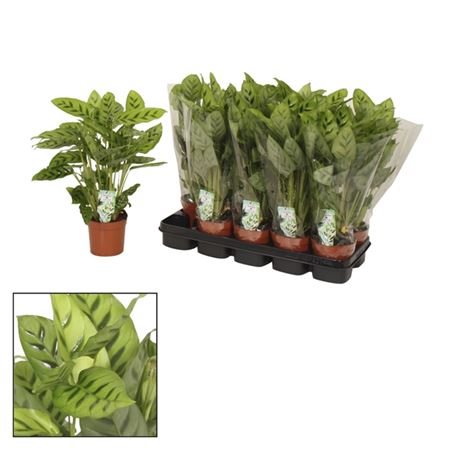 Изображение загружено