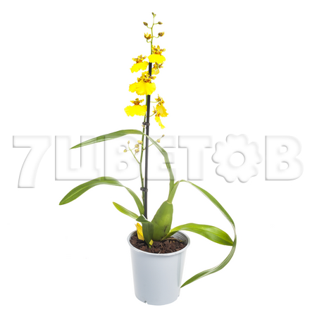 Изображение загружено