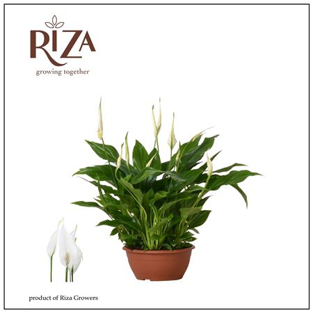 B012044_0000153639_H_1