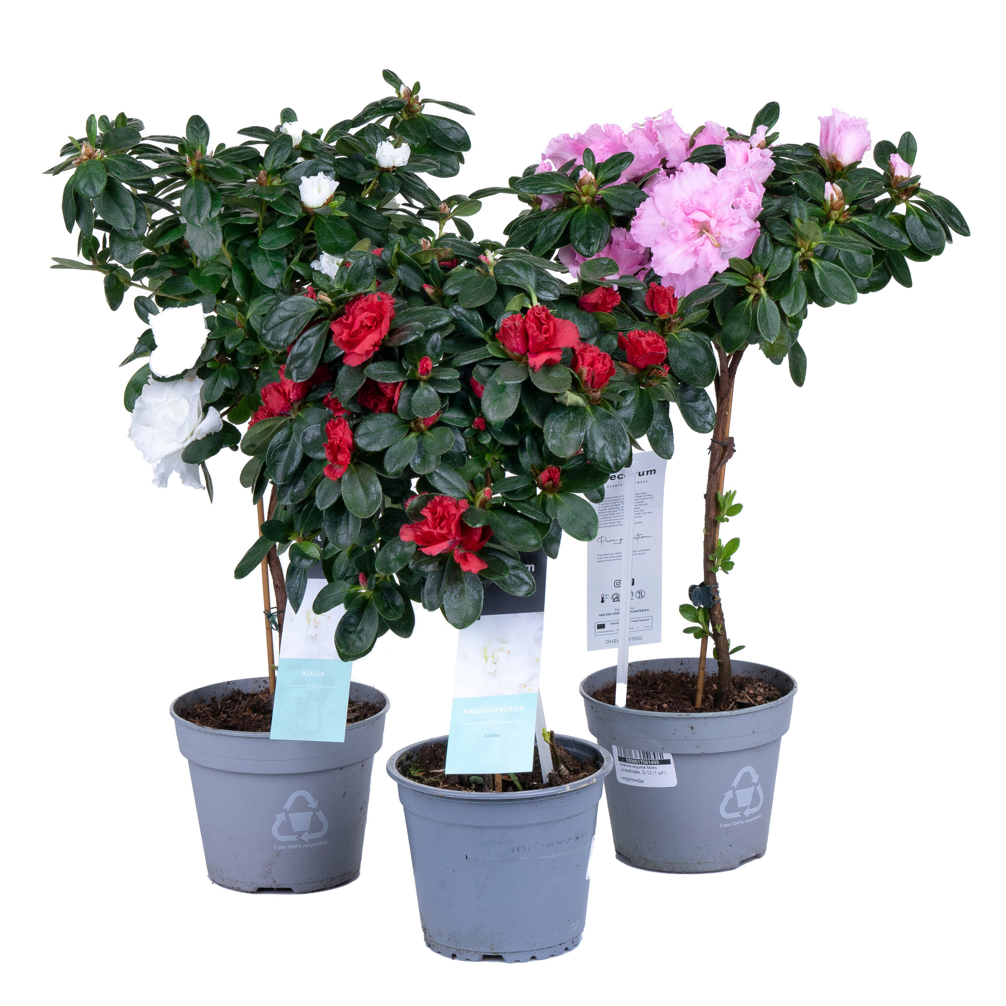 Изображение загружено