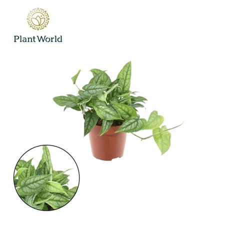 Изображение загружено