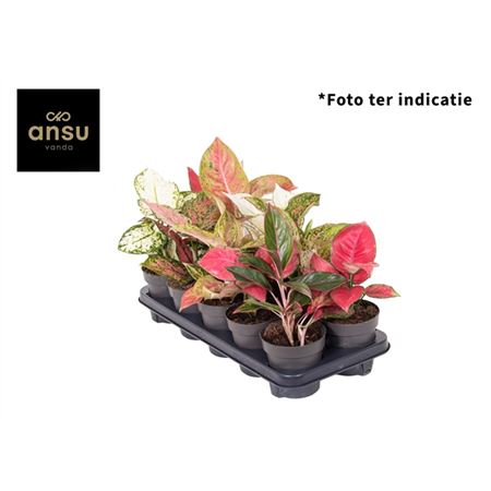 B009020_0000306170_H_1