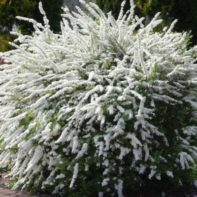 g-katalog-87-40-0065-400x400