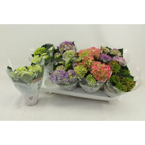 Изображение загружено