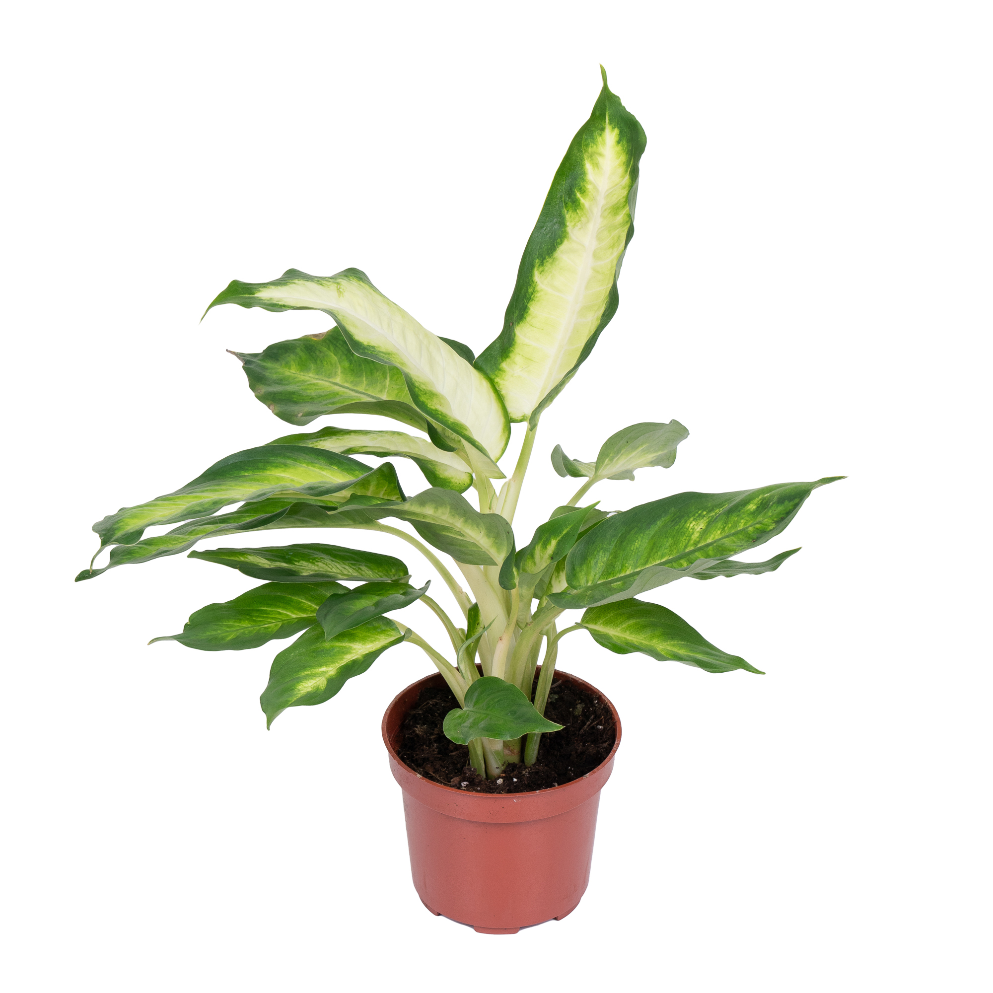 Изображение загружено