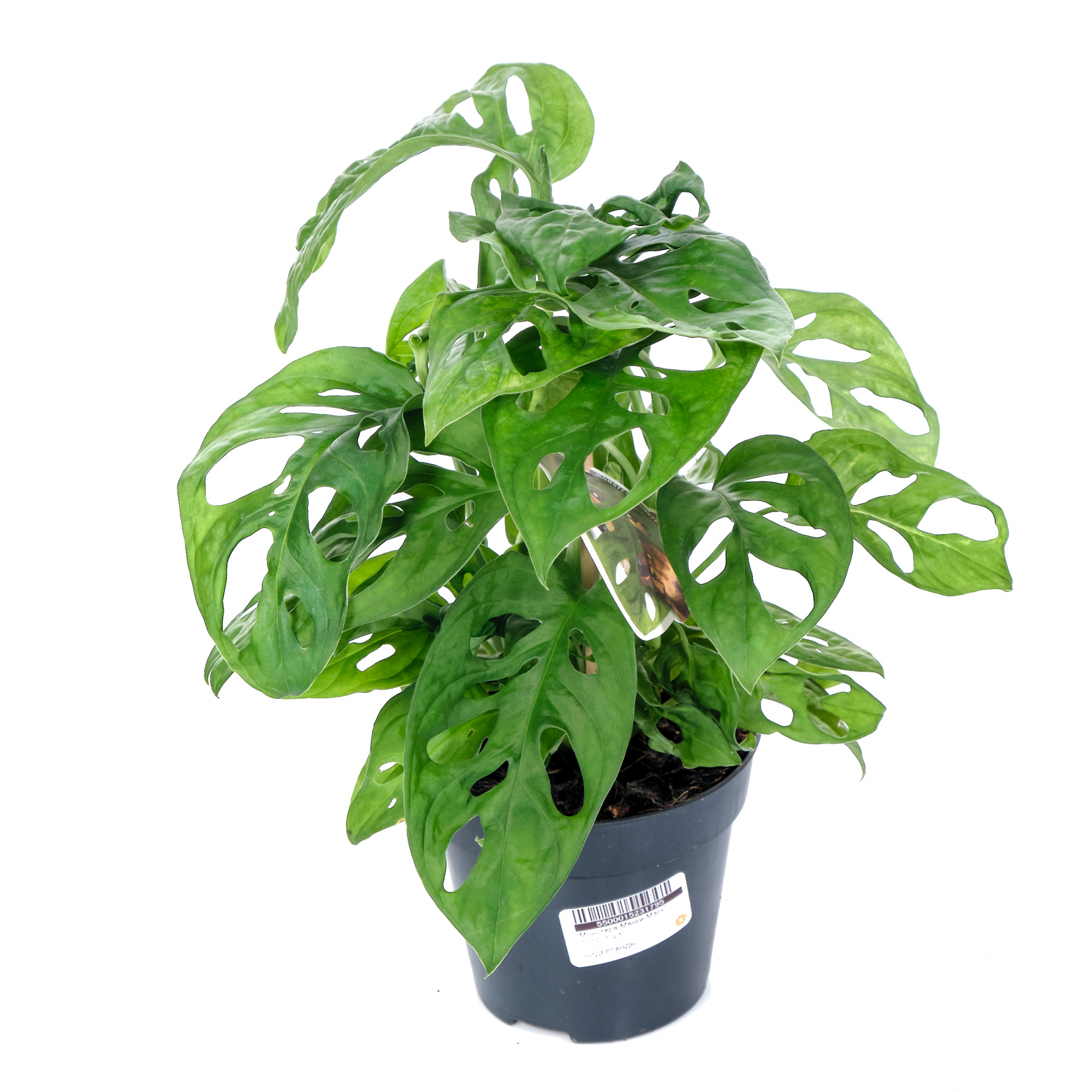 Изображение загружено