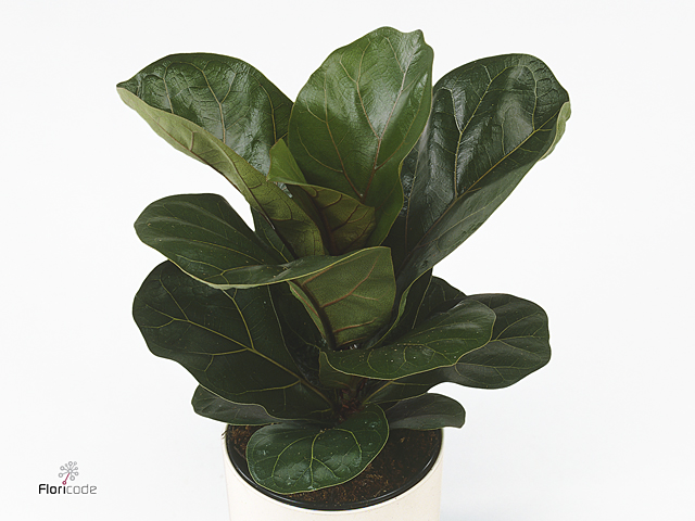 Изображение загружено