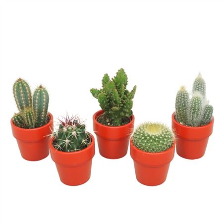 B106087_0000308719_H_1