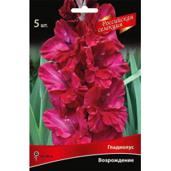 gladiolus-krupnocvetkovoj-rossijskaya-selekciya-vozrozhdenie