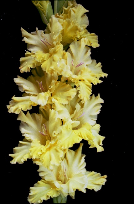 4785ab4bfcaa11e980dd0cc47a28e351_5167e56afcaa11e980dd0cc47a28e351.resize1