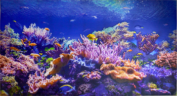 Фартук- панно Коралловый риф 602х1002мм