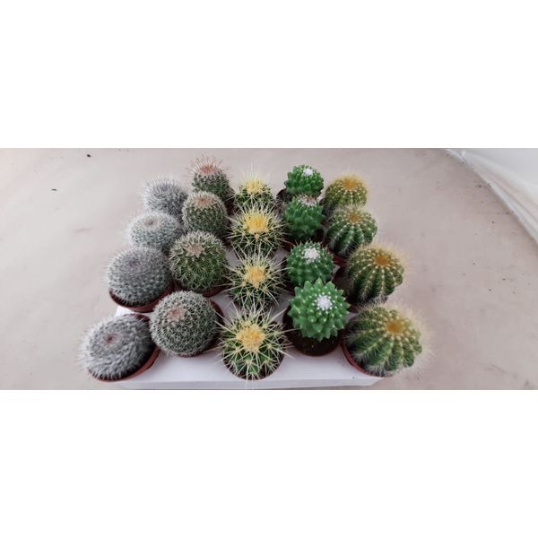 Изображение загружено