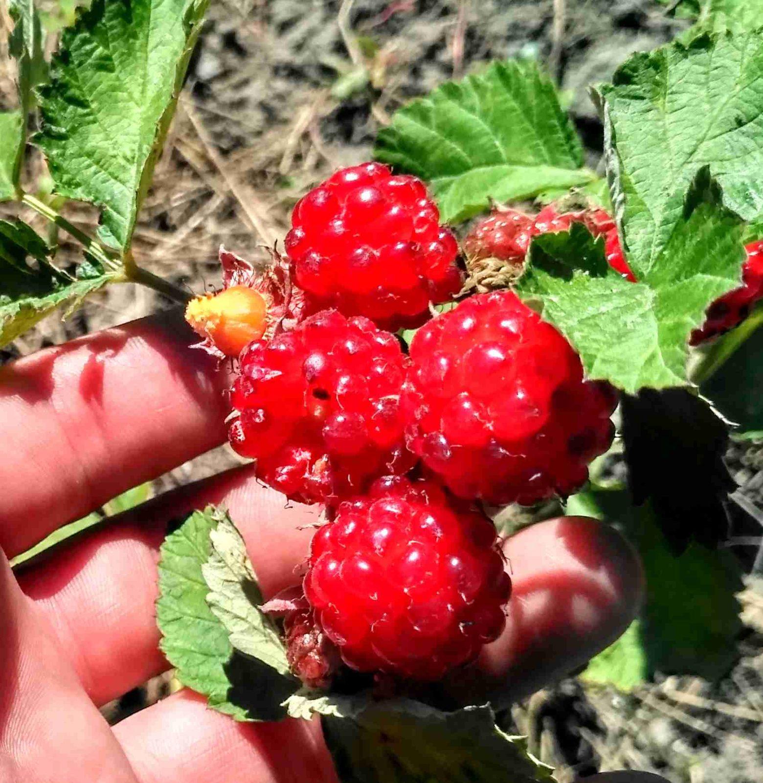 Ежемалина Садовая Фото Ягоды