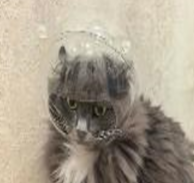 Шлем защитный WOGY для грумминга животных d=14см обхват шеи до 25см 
