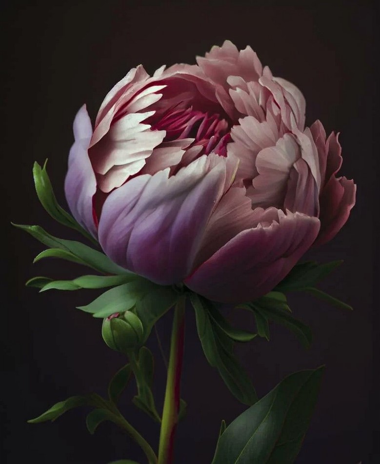 kt45-14240 Картина Пион 2 40х50 см.