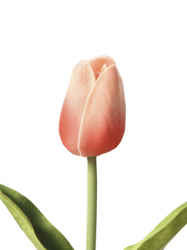 Цветок искусс.Светлый Тюльпан из полиуретана 34х3,5х3,5см