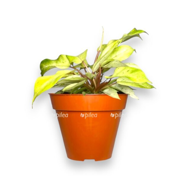 filodendron-snoudrift-e1727846259951