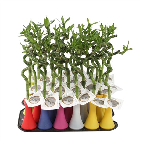 B017115_0000268641_H_1