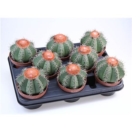 B113731_0000311749_H_1