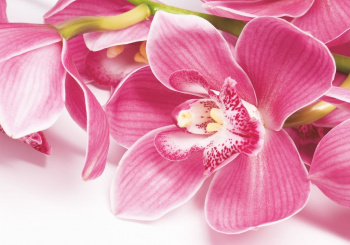 Фотообои Bellissimo "Орхидея", 4 листа 140х200см