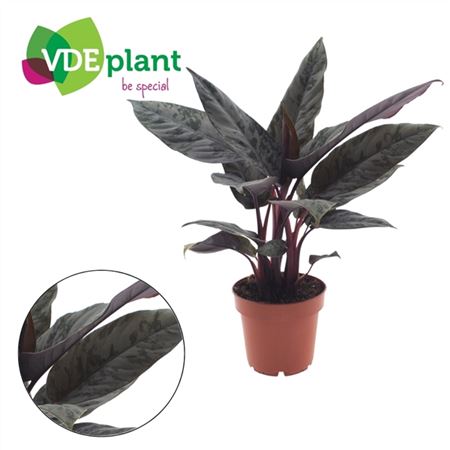 B131153_0000293027_H_1