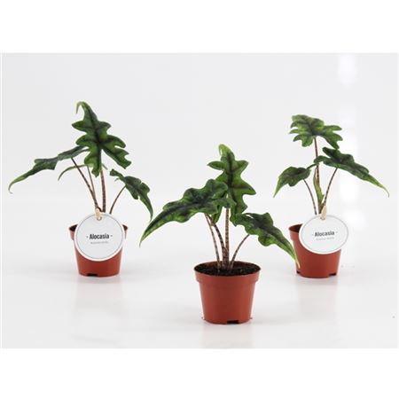 B130839_0000299336_H_1