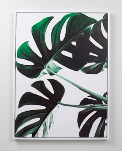 196796 Постер Растение 40х60х3см