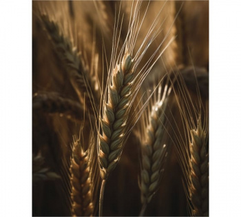 Картина "Пшеница 1" 40х50 см.