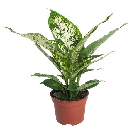 Изображение загружено