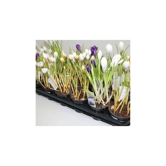 Изображение загружено