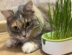 Набор WOGY для выращивания травы 20.5х8.5х3.5см, 5п  по 6гр  микс