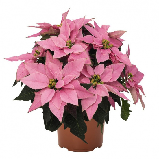 8288b5f97e1ea4729c79be684e557d5d