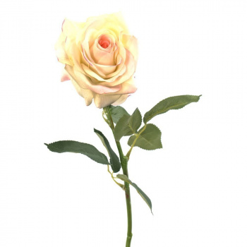 Роза одиночная кремовая, h=70 см (CH09600425-1) 