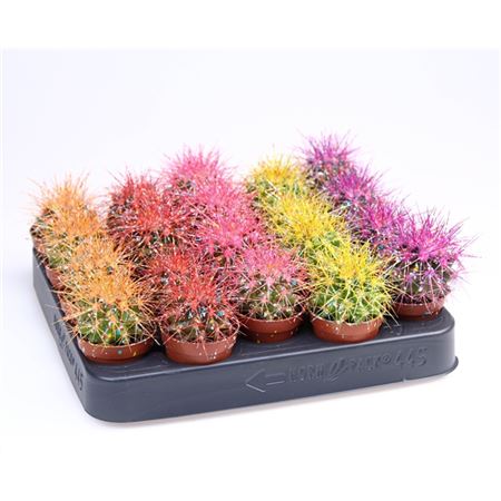 B008147_0000197708_H_1