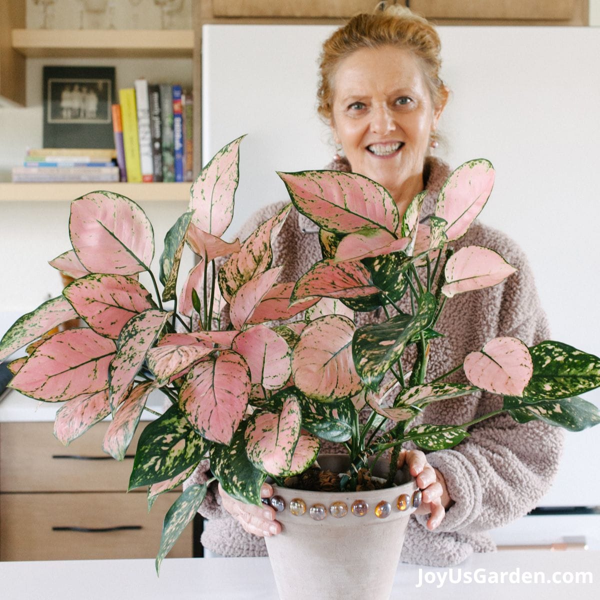 pink-aglaonema-12