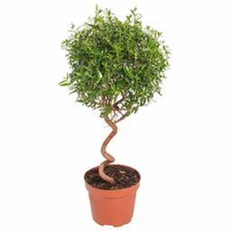 Изображение загружено