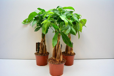 hbaktrrmhu2kppq0tzfu31qwzdj067xz