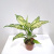 aglaonema-emerald-d-9-sm-30773 aglaonema-emerald-d-9-sm-30773