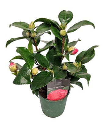 B009161_0000335753_V_1