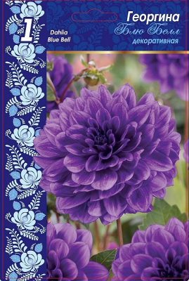 Георгина Блю Белл (декоративная)_result