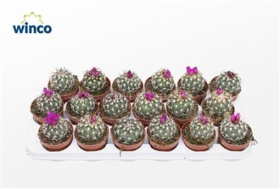 B009146_0000303729_H_1