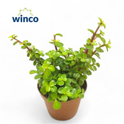 B025532_0000313762_H_1