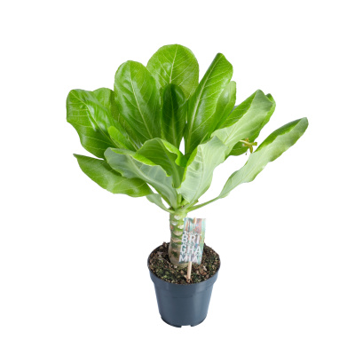 Изображение загружено