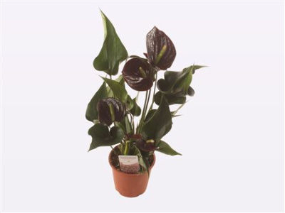 B009755_0000299600_H_1